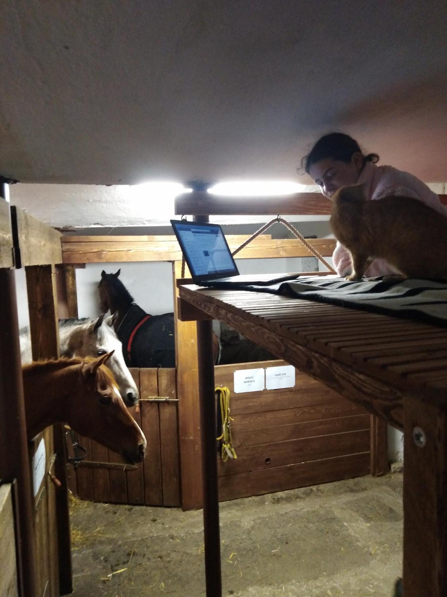 Apartamento Letni Domek, Kone, Lezecka Stena, Fitness, Nove I Moznost Spani Nad Hlavami Koni!!! *